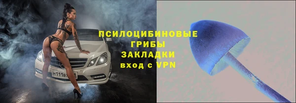 хмурый Аркадак